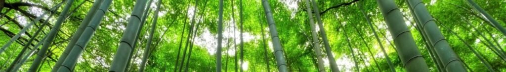 bamboo, trees, green, growth, bamboo trees, forest, bamboo forest, jungle, nature, perspective, nature wallpaper, afforestation, green trees, bamboo, bamboo, bamboo, bamboo, bamboo, bamboo forest, jungle, jungle, jungle, jungle